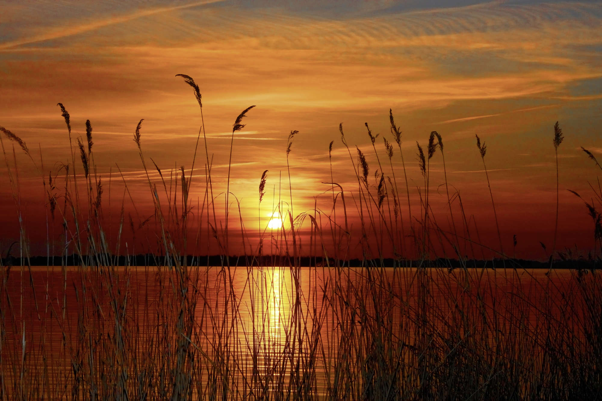             Digital behang Grassen aan het Meer - Parelmoer Glad Vlies
        