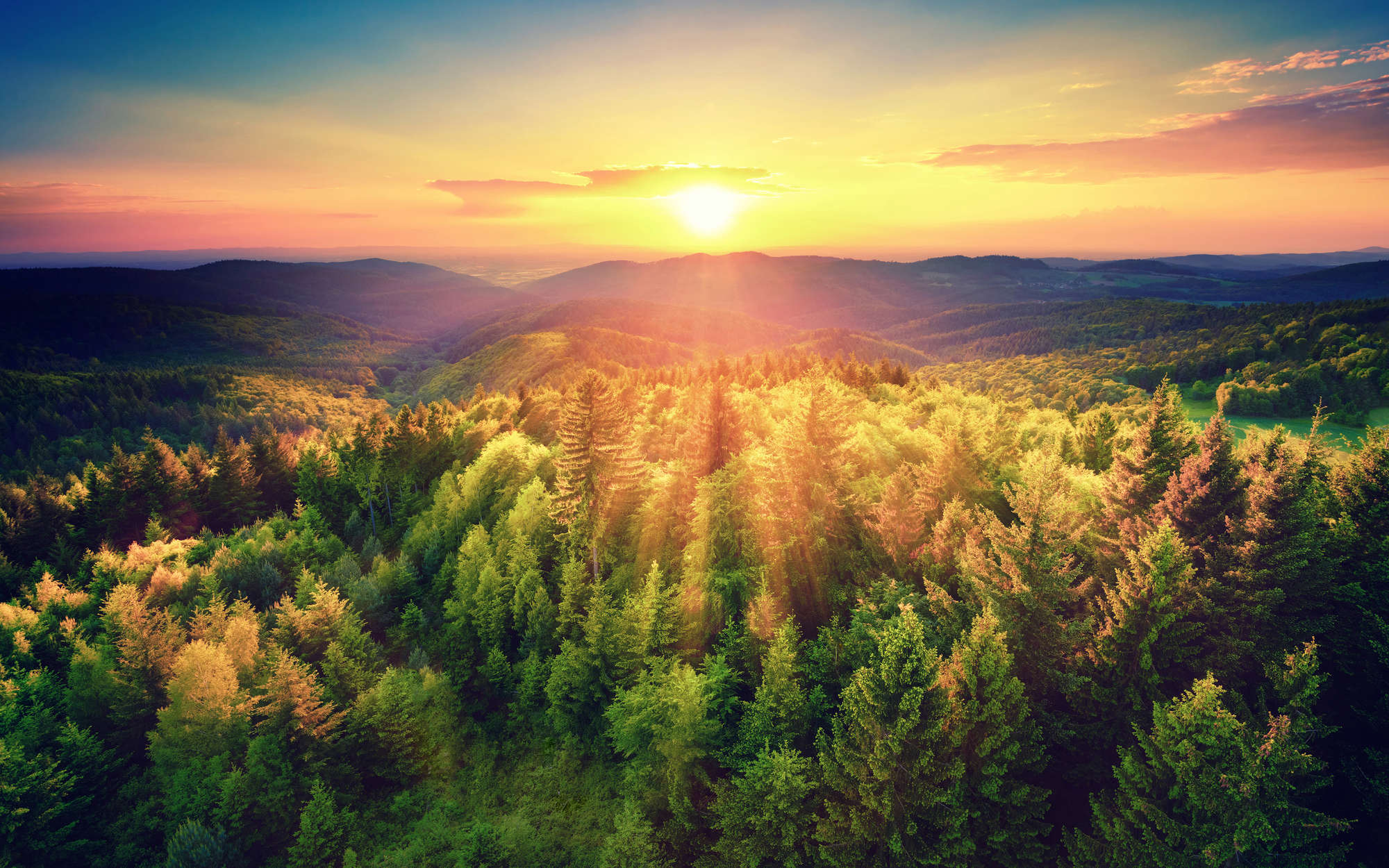             Carta da parati natura Foresta al tramonto - Madreperla in vello liscio
        