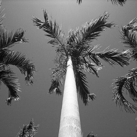 Palmeras - Mural en blanco y negro con palmeras
