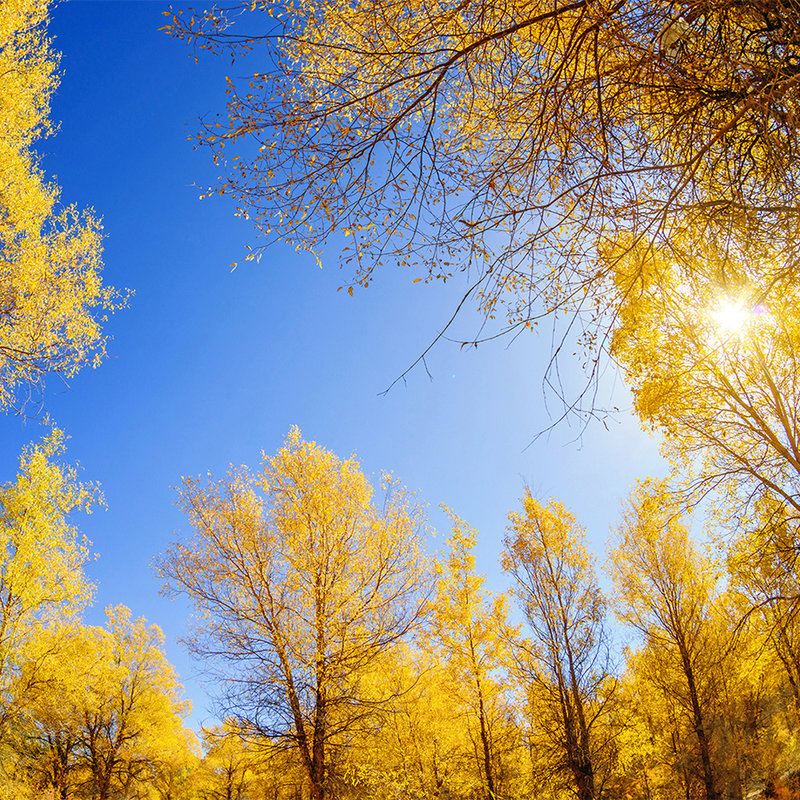 Carta da parati naturale Foresta decidua in autunno - Vello liscio opaco
