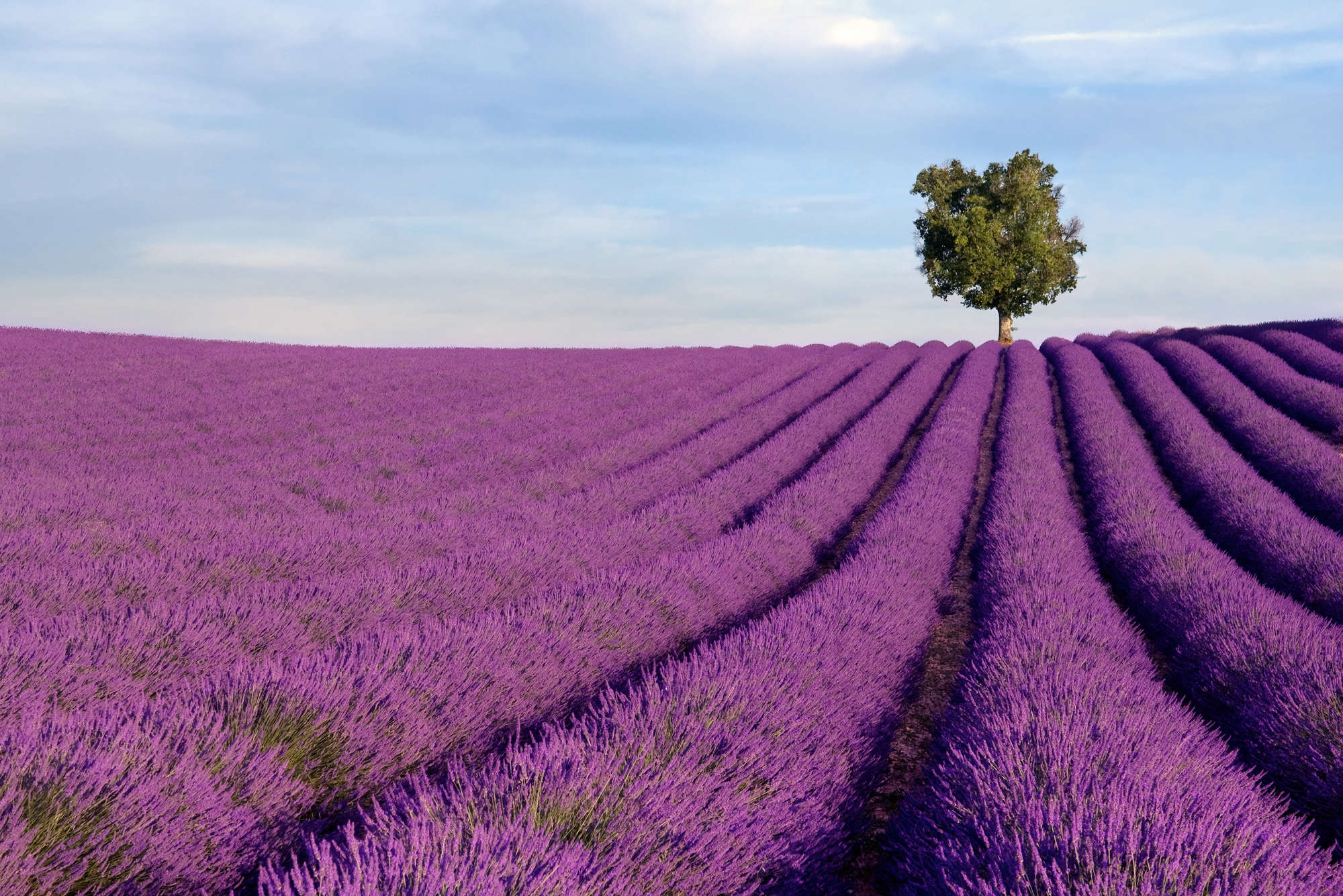             Nature Onderlaag behang Lavendel Field - structuurvlies
        