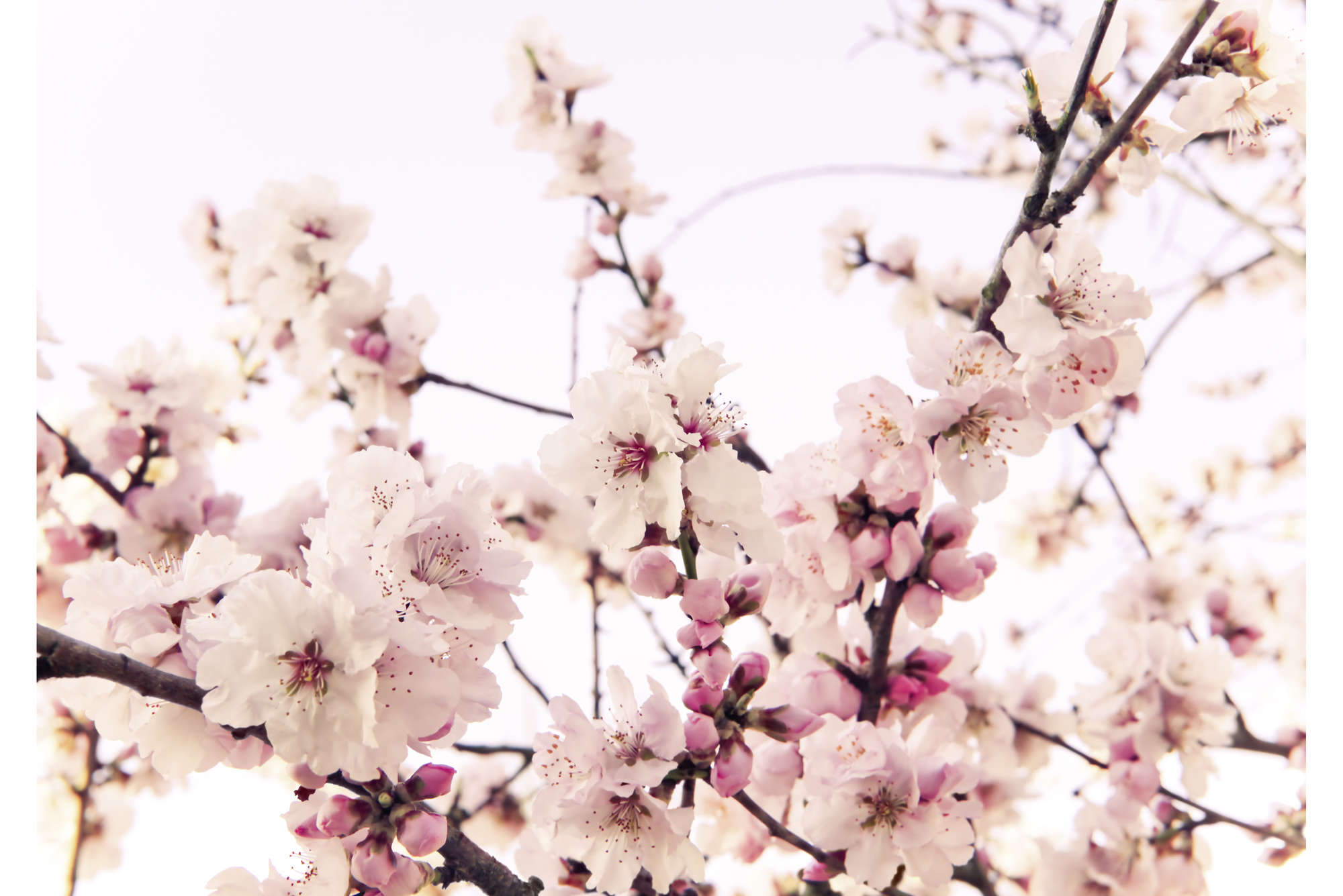             Natuur Onderlaag behang met Kersenbloesems - Mat Glad Vlies
        