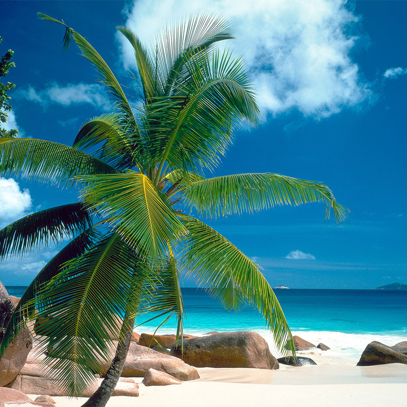 Playa con mural de palmeras - vellón liso nacarado
