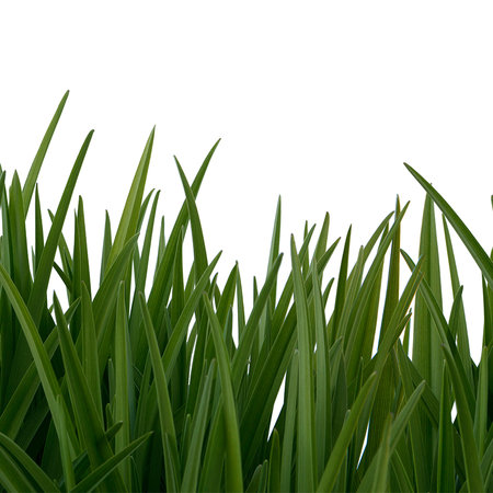 Natura Carta da parati Foglie d'erba e sfondo bianco

