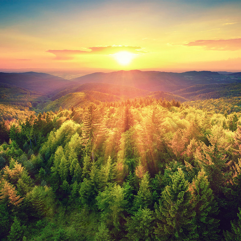 Natuur Onderlaag behang Bos bij Zonsondergang - Parelmoer Glad Vlies
