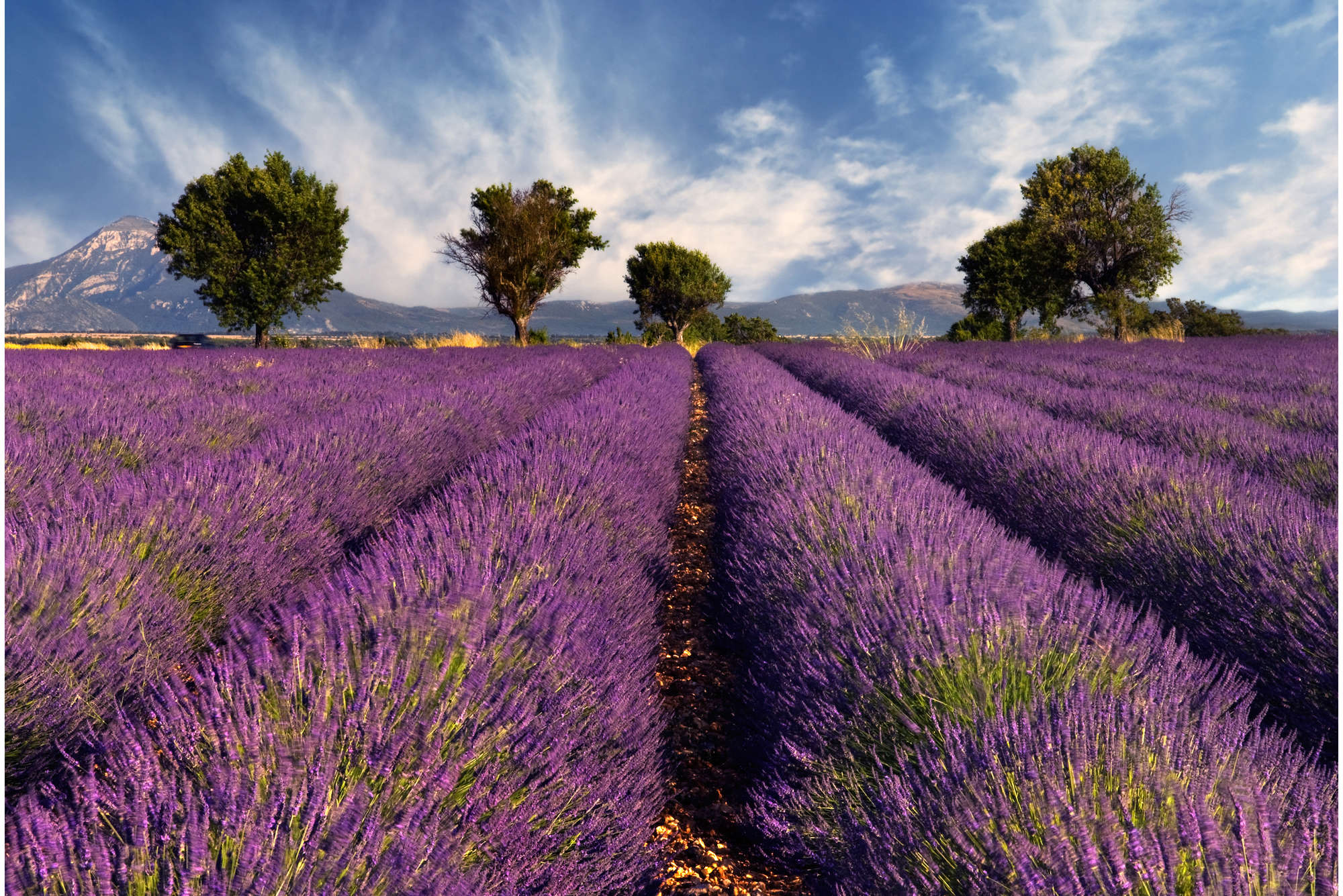             Carta da parati natura con lavanda - Madreperla in vello liscio
        