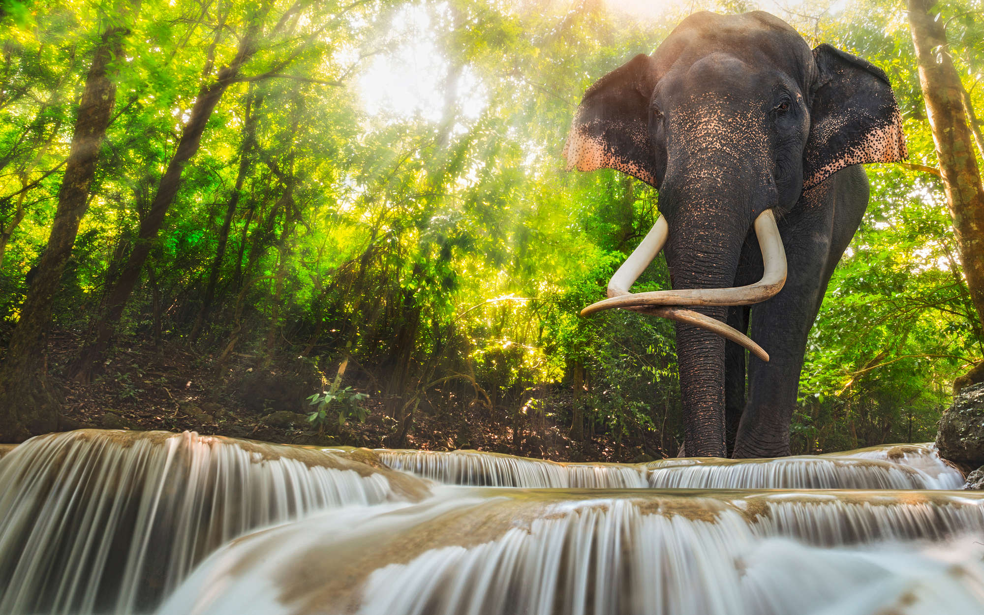             Papel pintado Naturaleza Elefante en la cascada - tejido no tejido liso nacarado
        