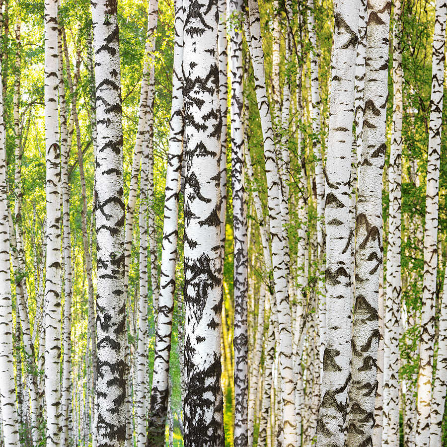 Forêt de bouleaux Papier peint motif tronc d'arbre sur intissé lisse mat
