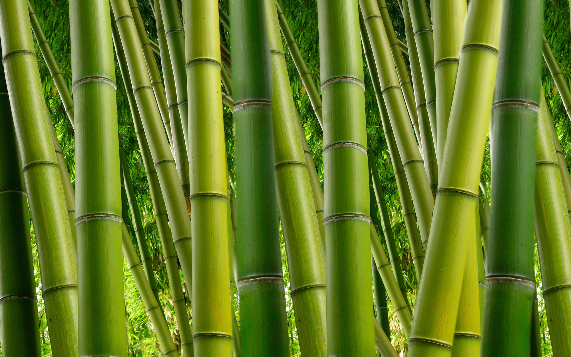             Carta da parati natura Bamboo in verde - Madreperla in vello liscio
        