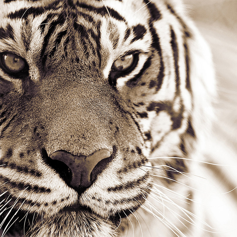 Carta da parati animali Primo piano di tigre - Materiali non tessuto testurizzato
