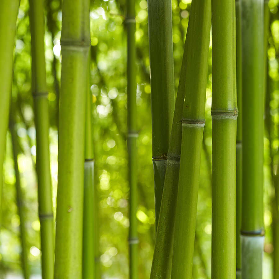 Natuurbehang Bamboe Close-up op Premium Smooth Fleece
