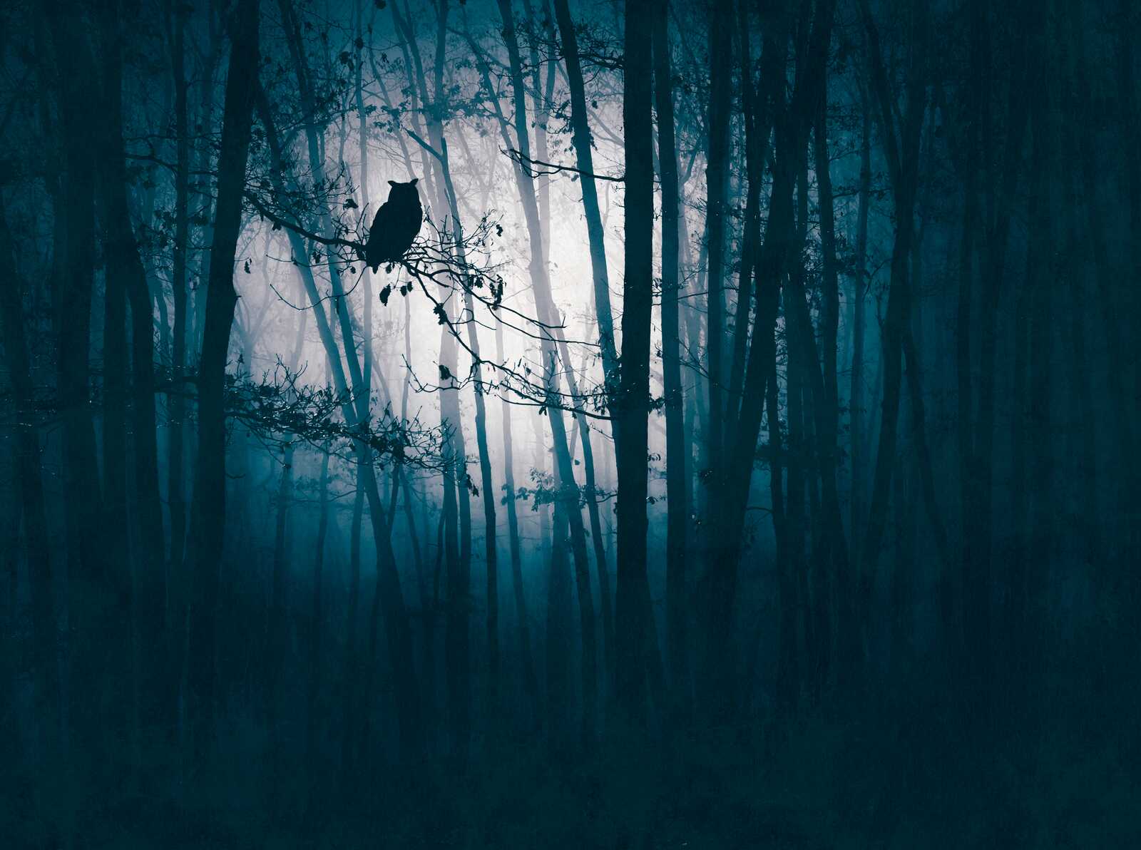             papier peint en papier intissé avec motif de forêt mystique la nuit et silhouette de hibou - bleu, noir
        