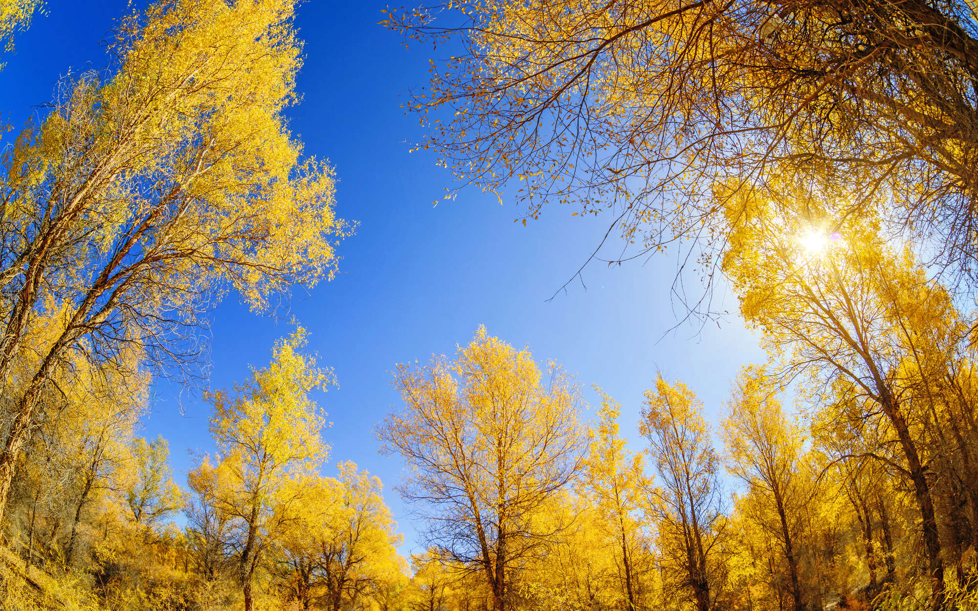             Carta da parati naturale Foresta decidua in autunno - Materiali non tessuto testurizzato
        