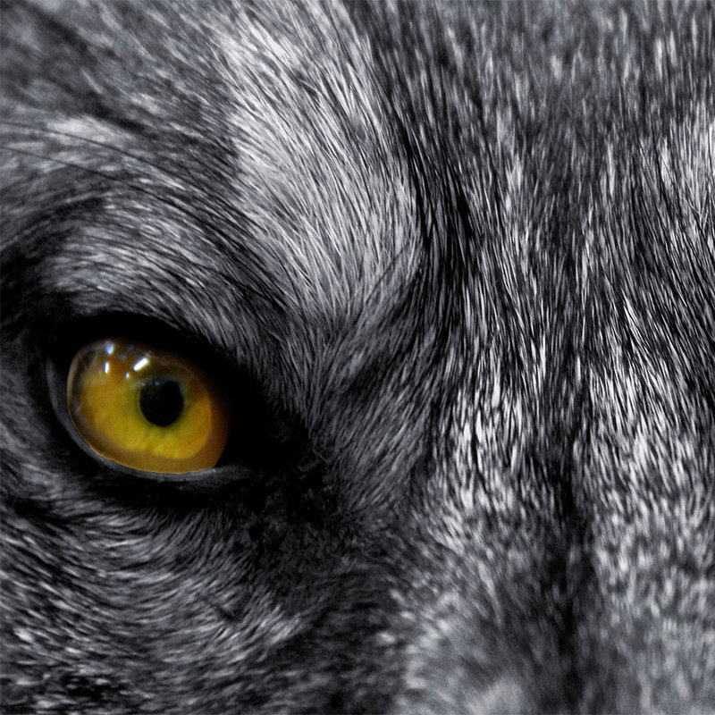Papel pintado de Animales Primer plano de ojos de lobo - tejido no tejido liso mate
