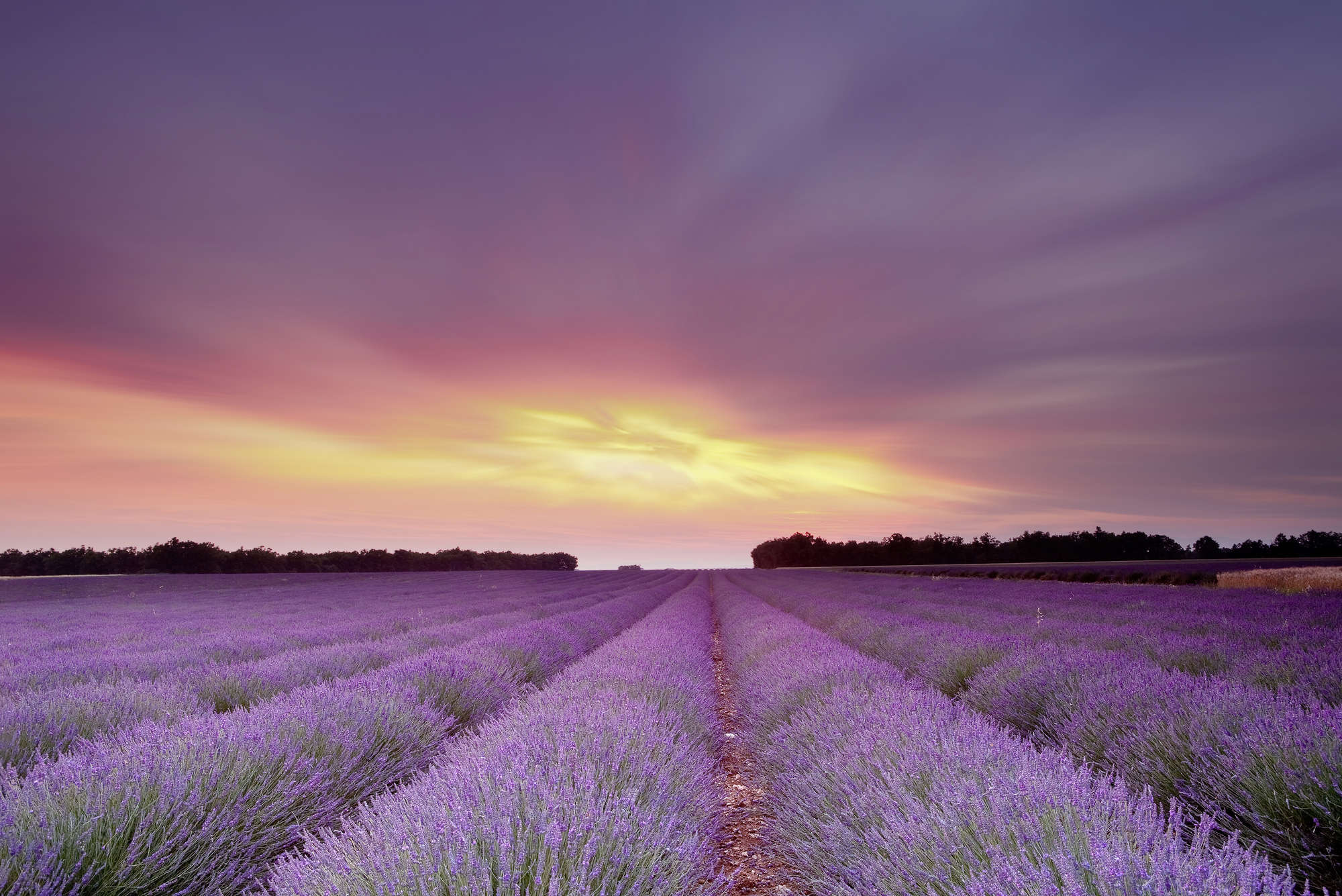             Papel pintado Naturaleza Campo de lavanda al atardecer - Material sin tejer texturado
        