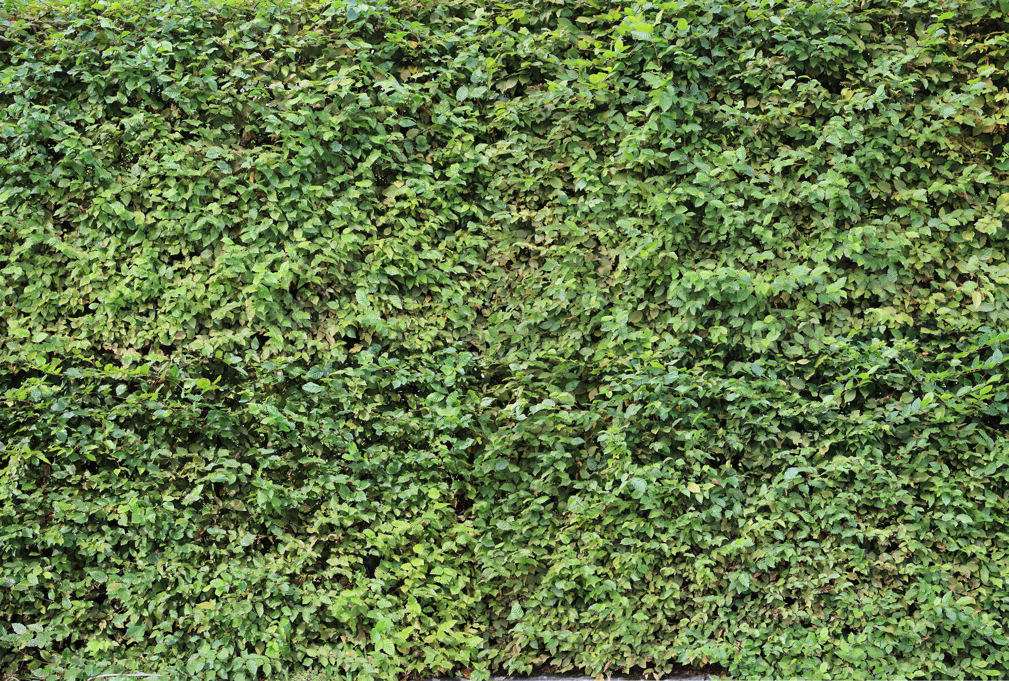             Green Hedge Leaves Thicket Wallpaper met 3D-effect
        