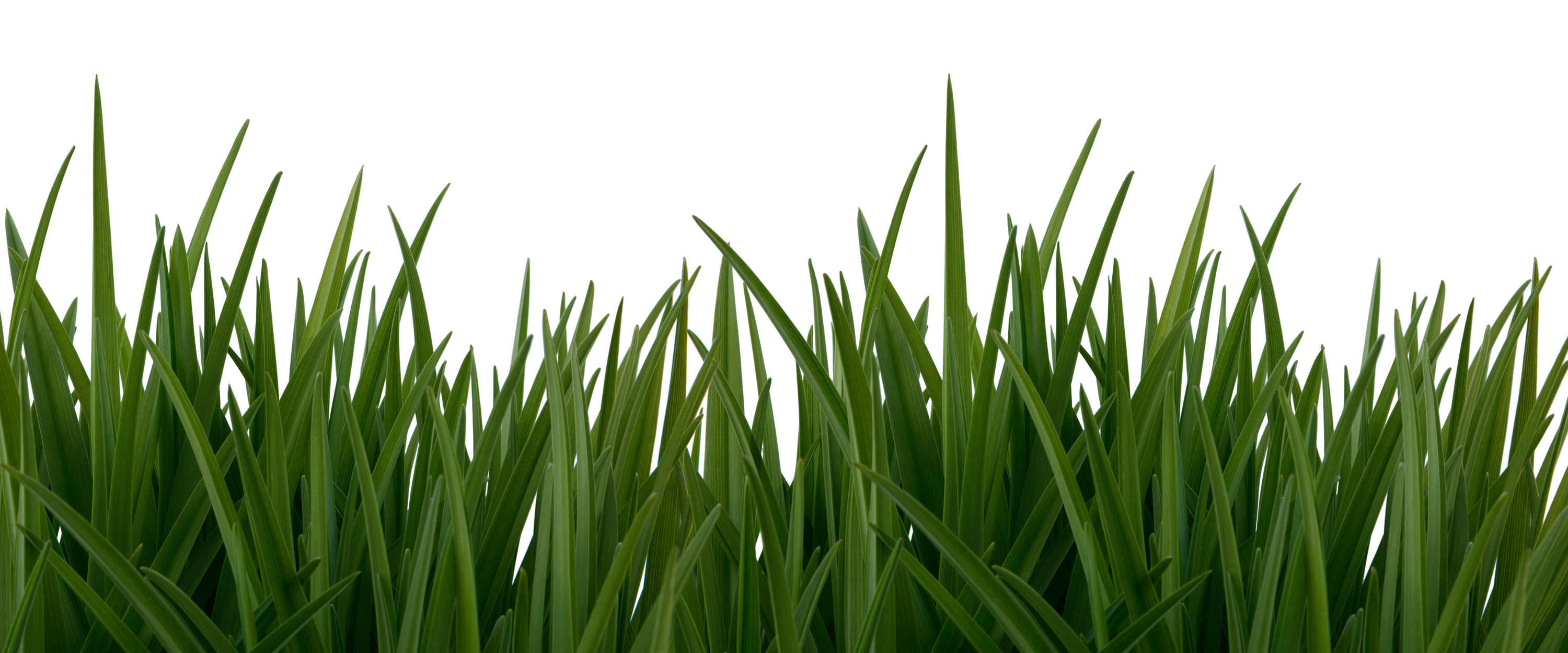             Nature mural blades of grass & white background
        