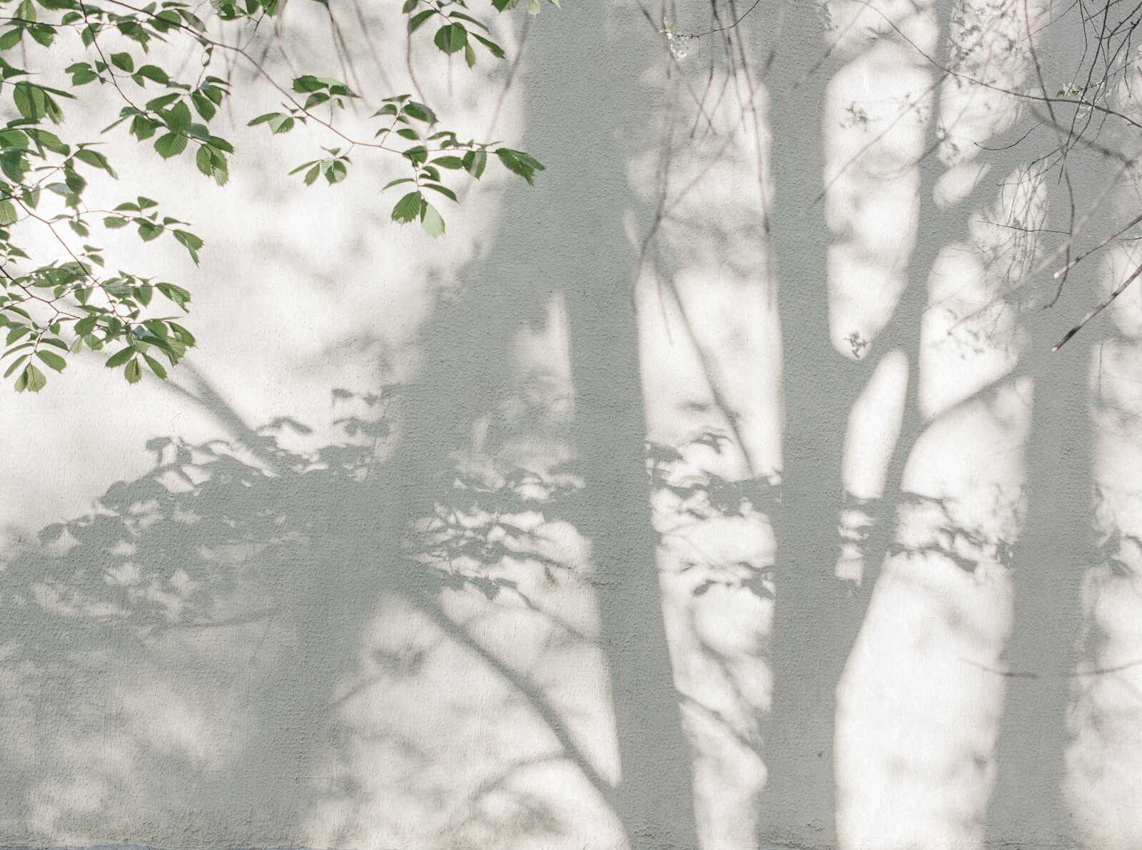             Papel pintado no tejido con motivo de bosque y siluetas de árboles y hojas naturales - verde, blanco
        