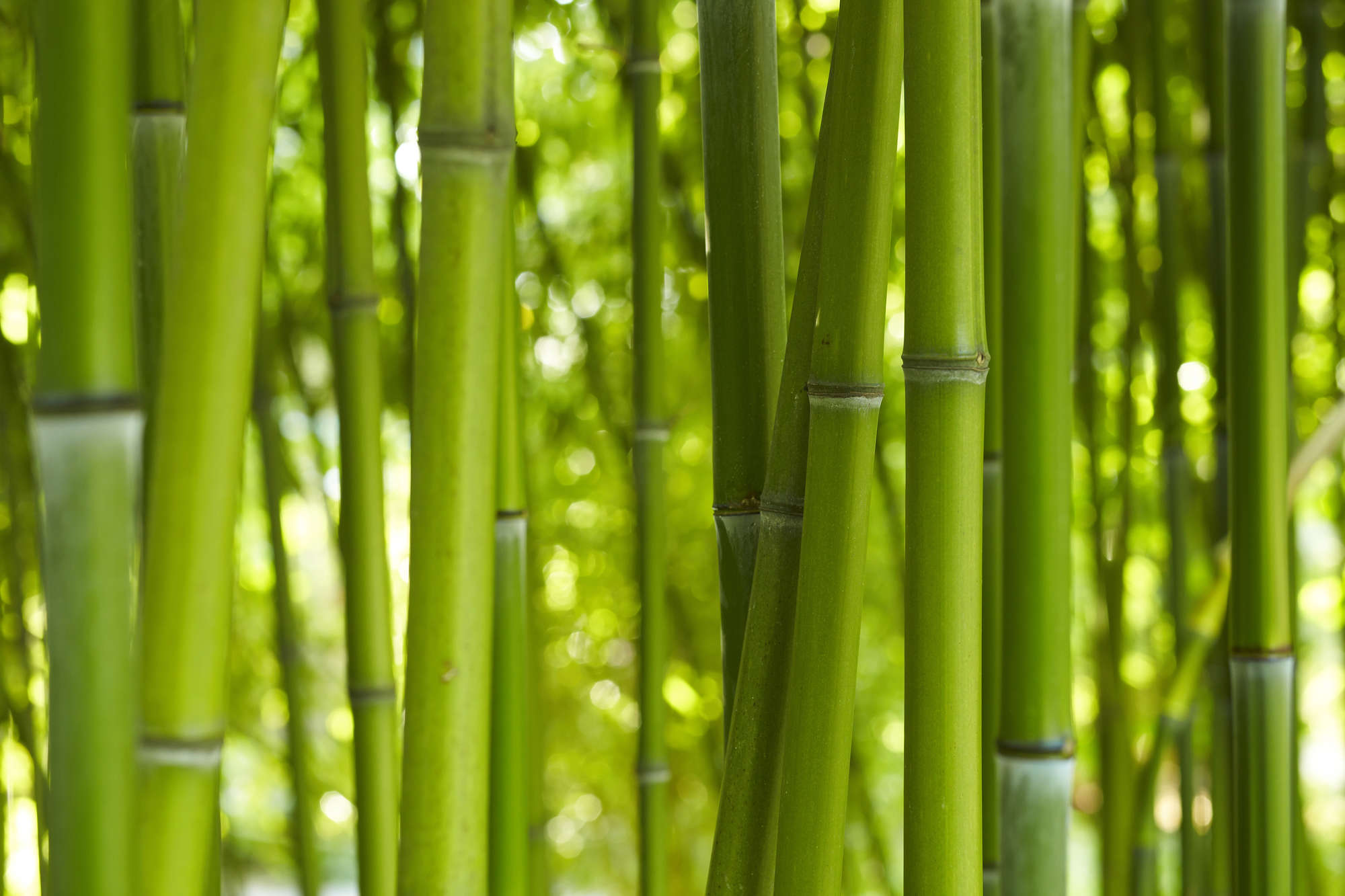             Natuurbehang Bamboe Close-up op mat glad vlies
        