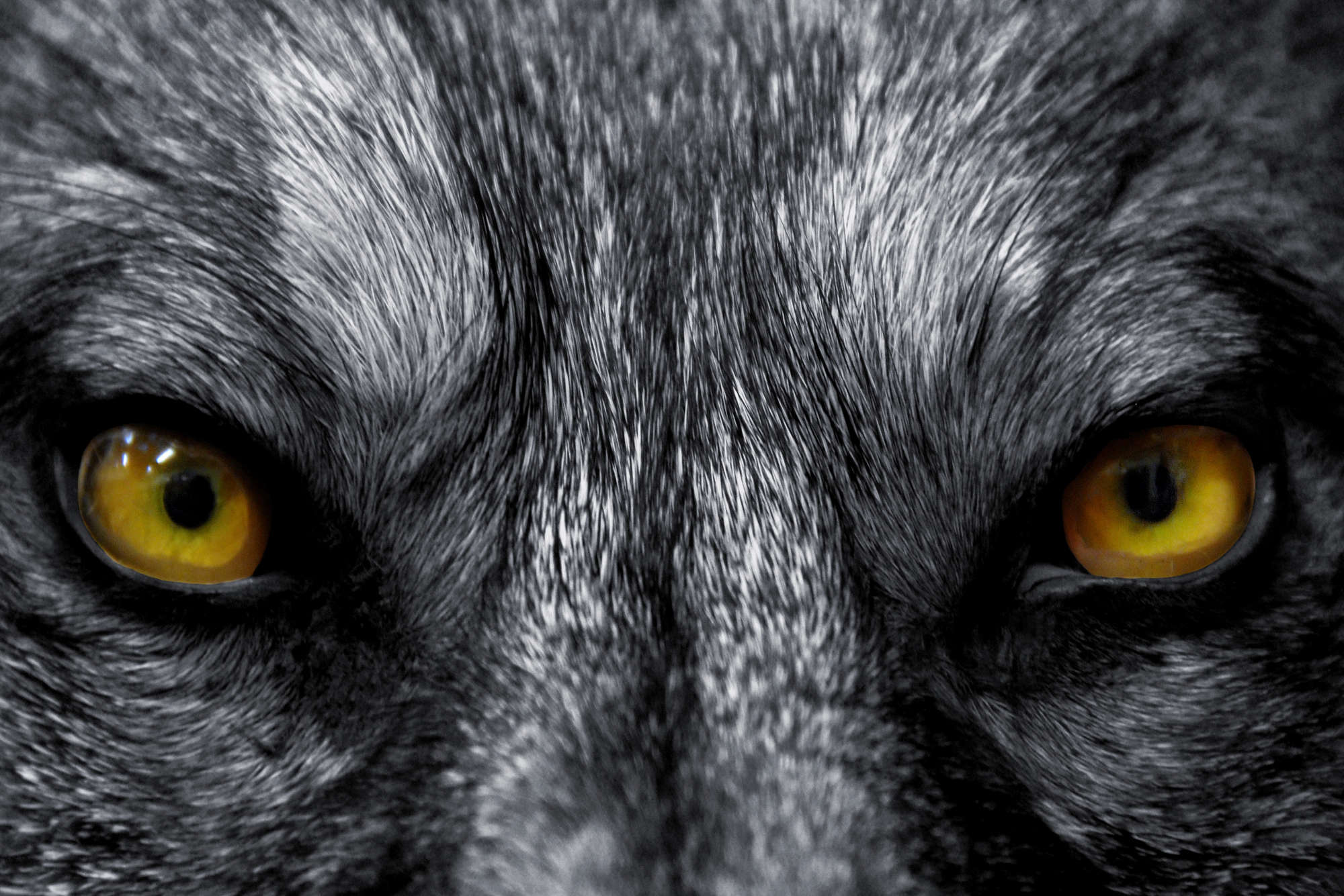             Carta da parati animale Primo piano degli occhi del lupo - Madreperla in vello liscio
        