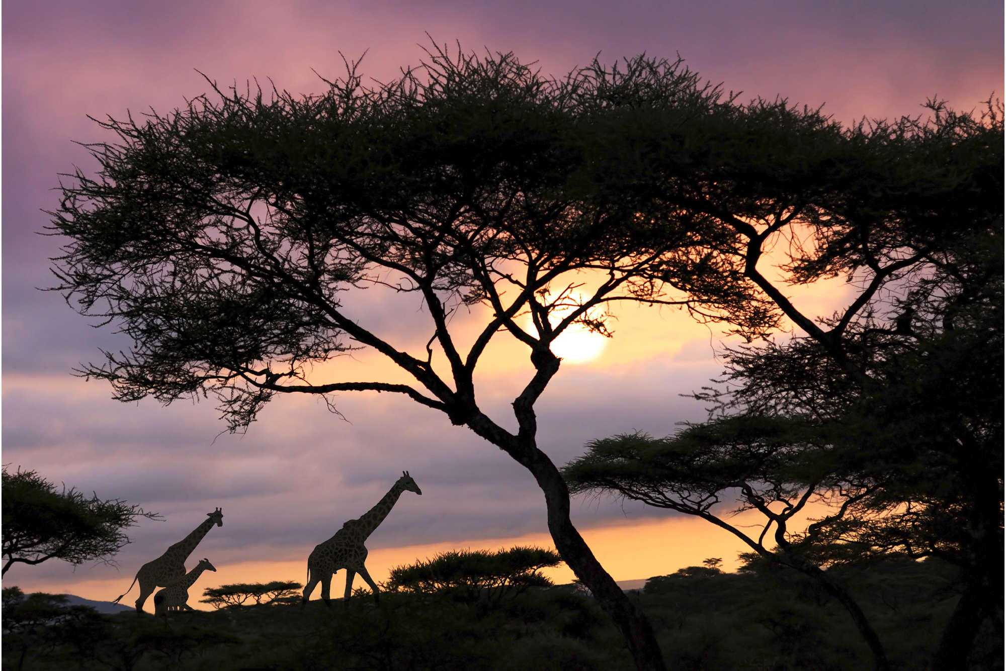             Wandschildering Savannah met Giraffen - structuurvlies
        